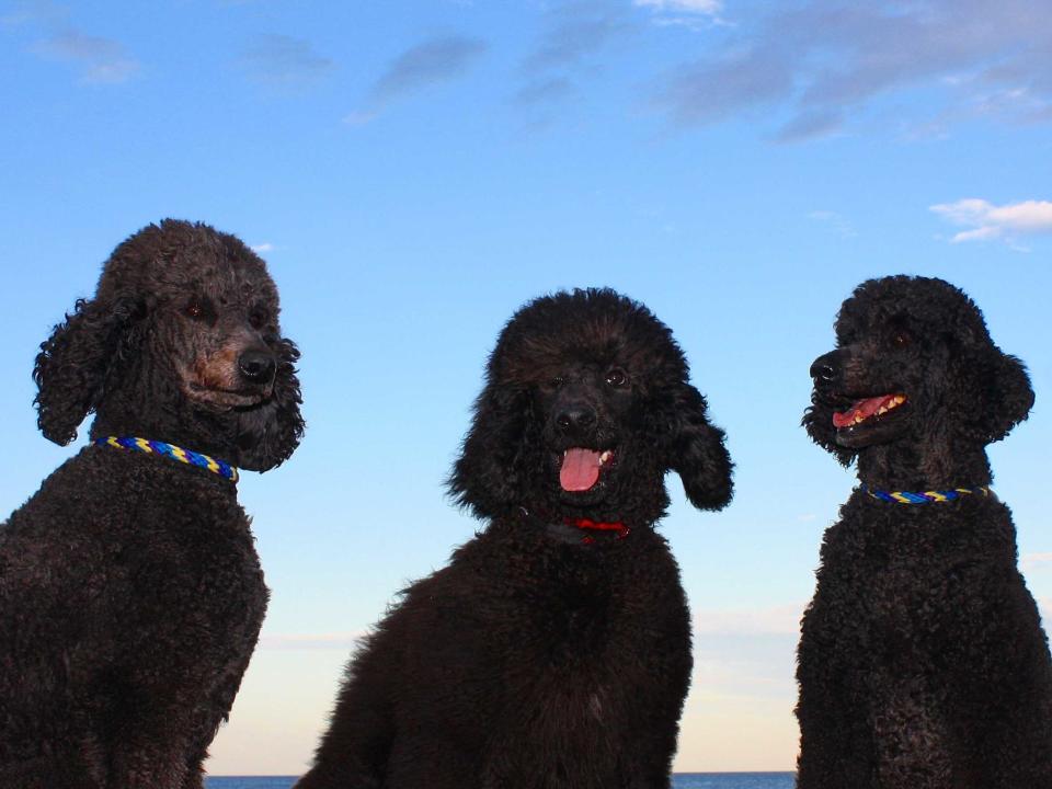 black poodles at sunset