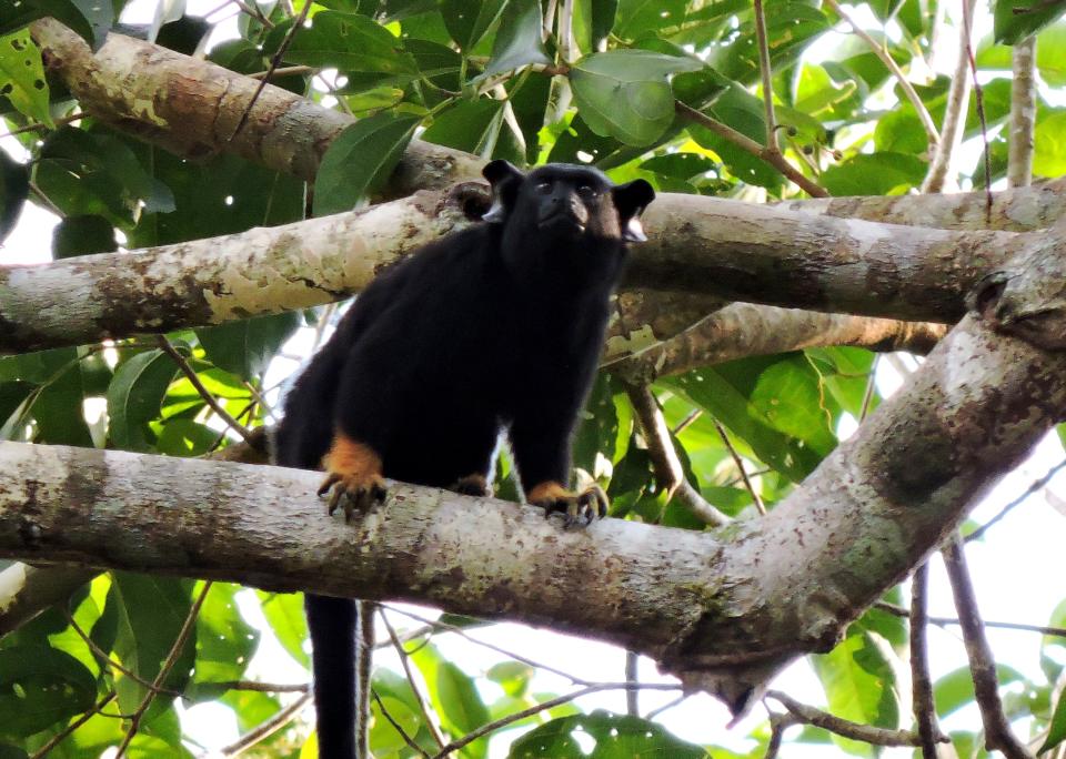 Red-handed tamarins