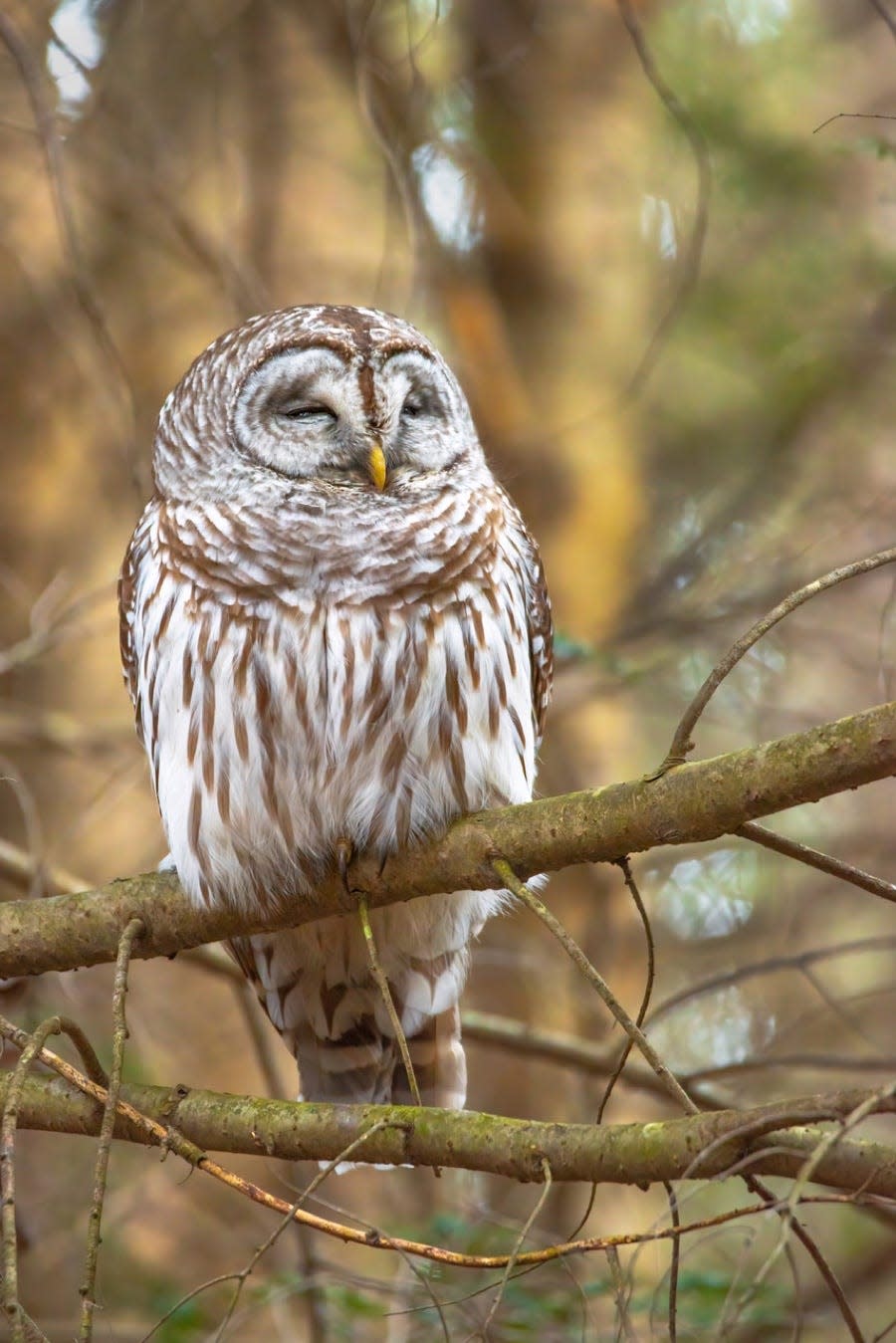 The barred owl, known for its call that sounds like "Who cooks for you?"