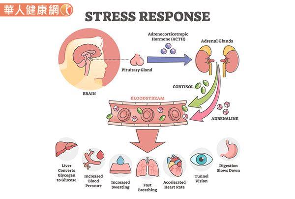 壓力大腎上腺素狂飆，長期分泌恐加速退化性疾病產生！4大方向解決腎上腺問題