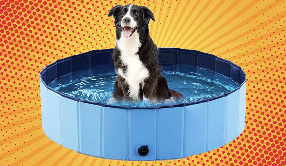 Your pup is going to have a blast. (Photo: Amazon)