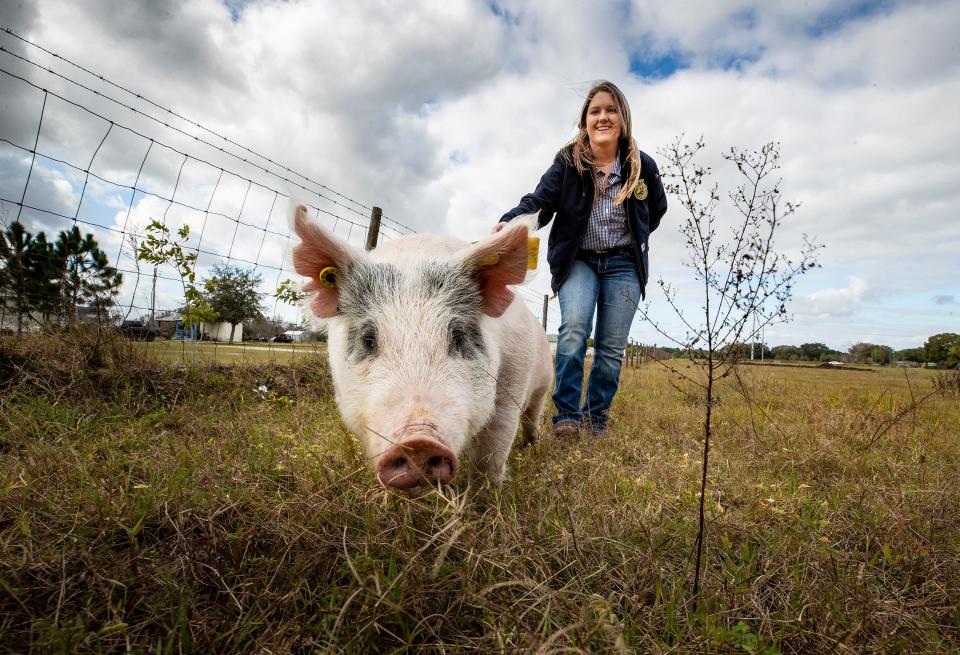 Bartow High School FFA member Katie Stokes parades her hog, Beans, at her home in Fort Meade.