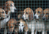 Pack of hounds on a van during a roe dear-hunt on horseback in the Chantilly royal estate forest, north of Paris, France, October 12, 2016. Picture taken October 12, 2016. REUTERS/Jacky Naegelen