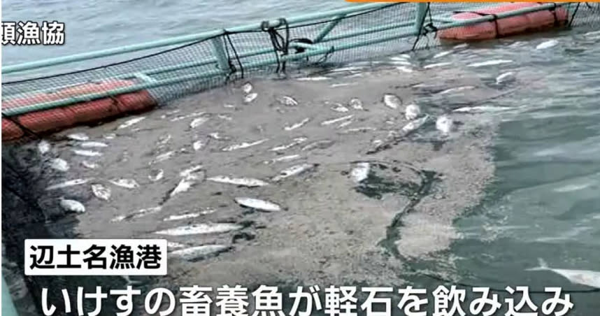 沖繩北部國頭村沿海的箱網養殖戶，光是在25日就發現200多條魚暴斃。（圖／翻攝自ANN News）