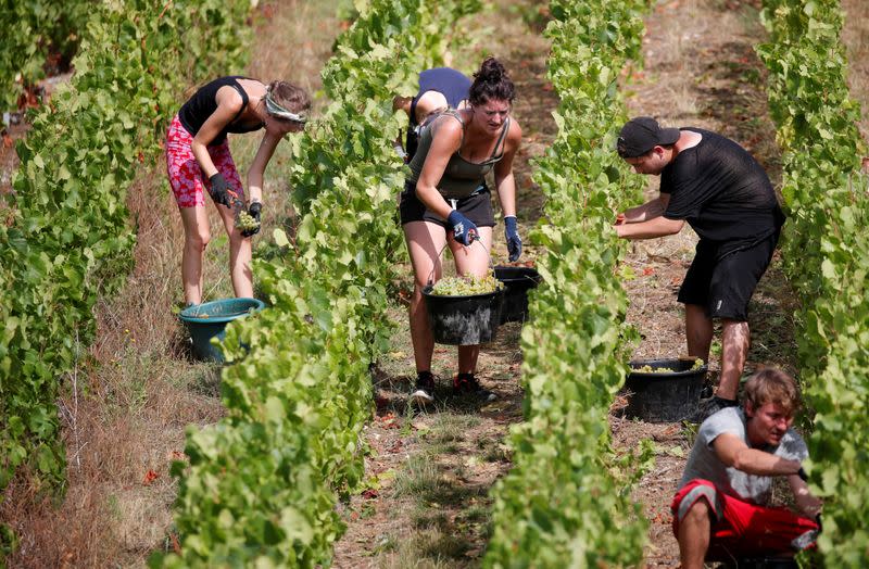 Champagne grape harvest begins in France's champagne region