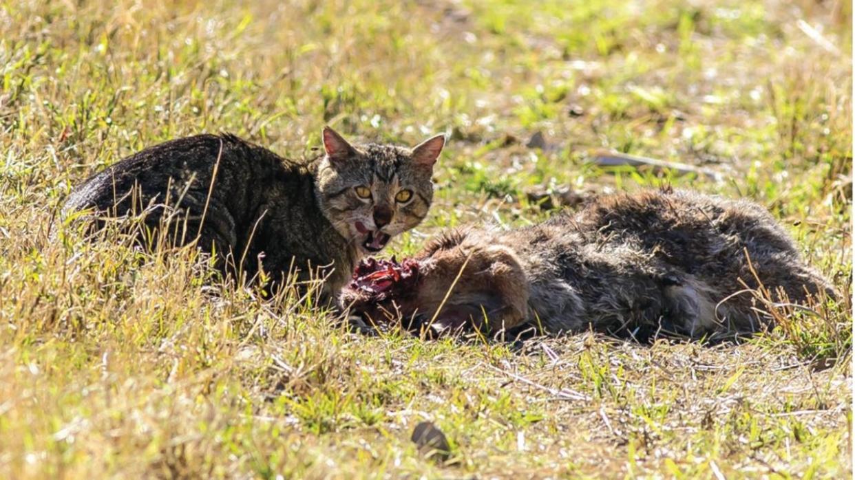 Feral cats are linked to the extinction of 28 species in Australia. Picture: QLD Department of Agriculture