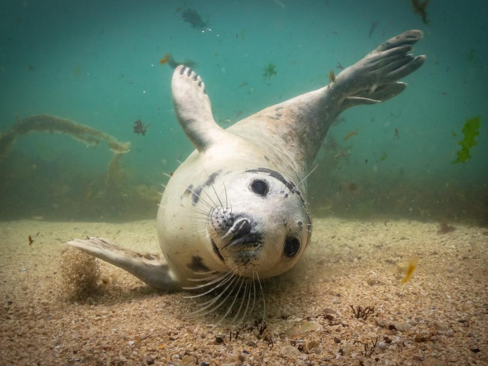 "Playtime?" by Martin Edser. A seal spins in the water.
