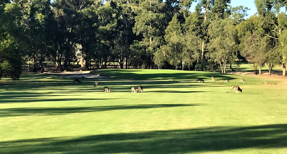 The golf club's website highlights the kangaroos living on its greens. Source: Bendigo Golf Club