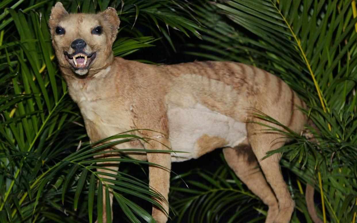 A stuffed Tasmanian tiger (Thylacine), which were declared extinct in 1936 - AFP