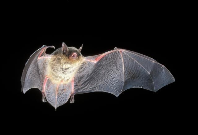 Gray myotis bat/J. Scott Altenbach, Bat Conservation International