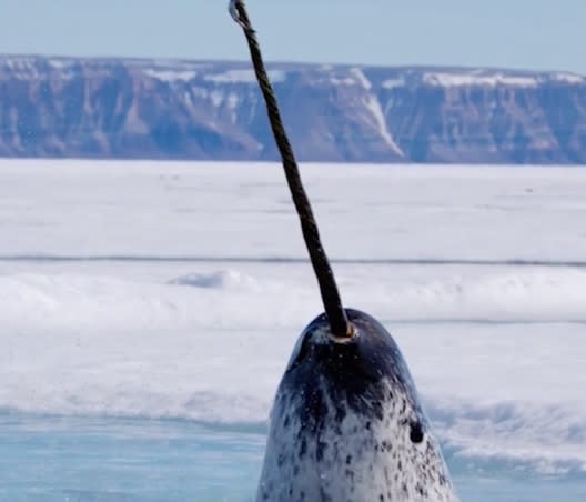 So we now know why narwhals have tusks, and it’s pretty violent