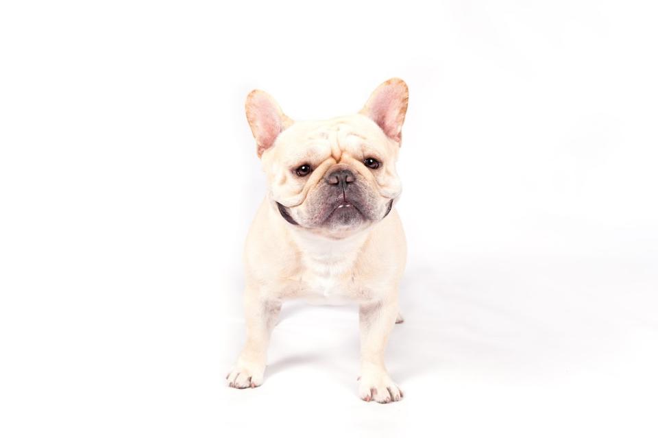 French bulldog (Courtesy of the AKC)