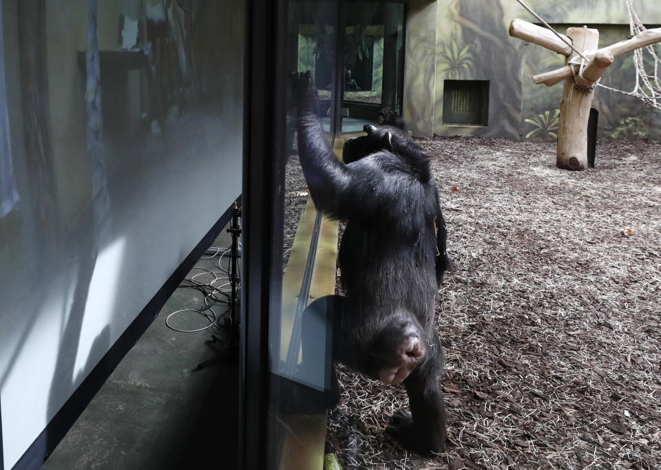 A chimpanzee watches a screen set at the enclosure at the Safari Park in Dvur Kralove, Czech Republic, Monday, March 15, 2021. To enrich everyday life of their chimpanzees amid a strict lockdown, a zoo park in the Czech Republic has installed a big screen in their enclosure to broadcast for them what fellow chimpanzees are doing at a zoo in Brno. The Safari Park launched the experimental project to give the chimpanzees somebody to watch and give them some fun after crowds of visitors disappeared when the zoo was closed due to the coronavirus pandemic on Dec 18, 2020. (AP Photo/Petr David Josek)