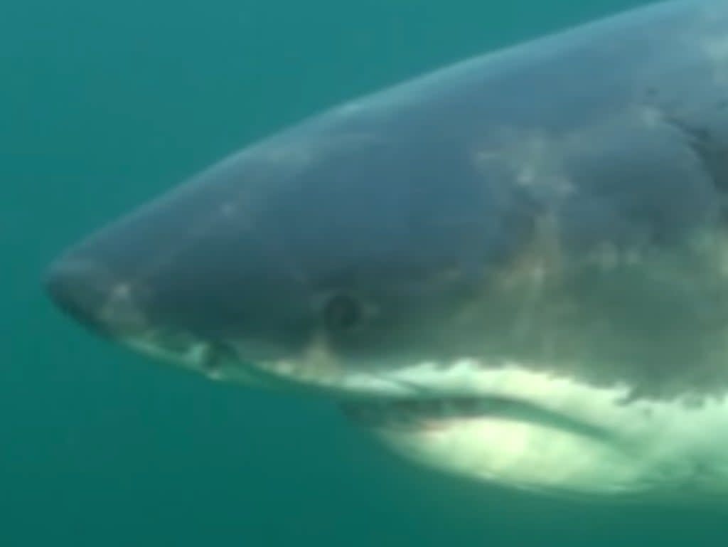 The shark, ‘Ironbound’, was located off New Jersey on 28 April (OCEARCH / YouTube)