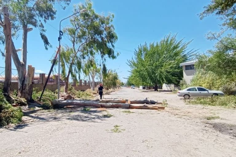 Un hombre murió en Viedma al caerle encima una rama de gran tamaño