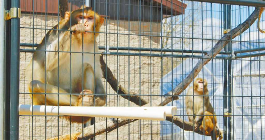 美國威斯康辛州一間動物庇護所內收容的兩隻恆河猴（普通獼猴）。世界各國正卯足全力開發新冠疫苗，需要大量獼猴進行相關實驗，導致獼猴全球大缺貨。（美聯社）