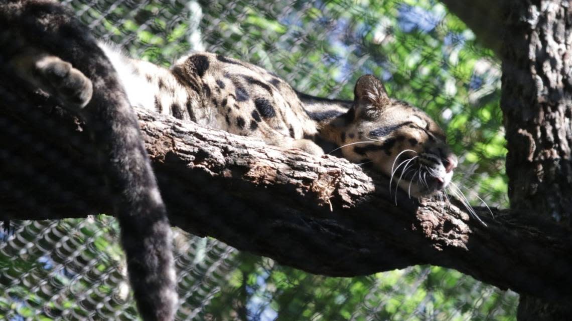 The Dallas Zoo was shut down Friday, Jan. 13, 2023, after announcing a clouded leopard had gone missing.