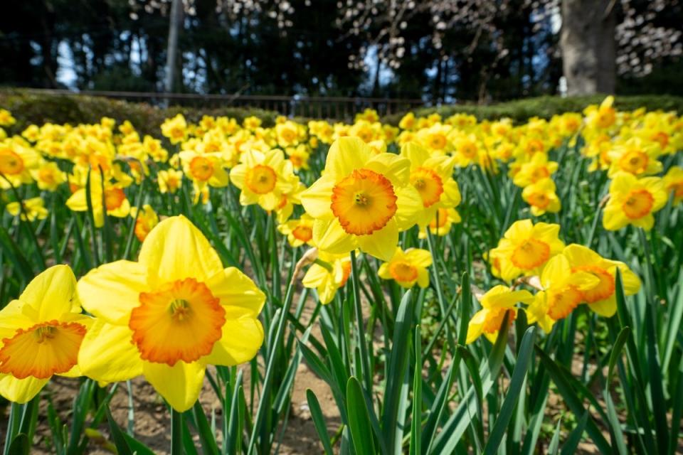 Yellow Daffodil flowers