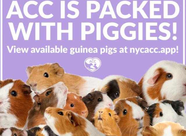 Readers sound off on guinea pigs, NYC's energy transition and a