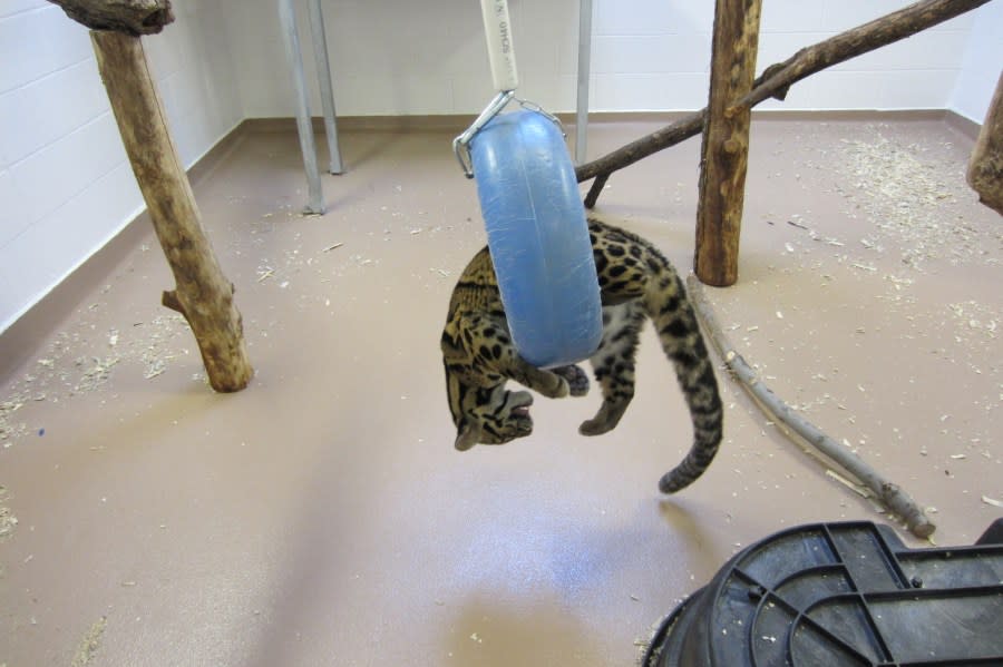Denver Zoo - Lisu the leopard 4