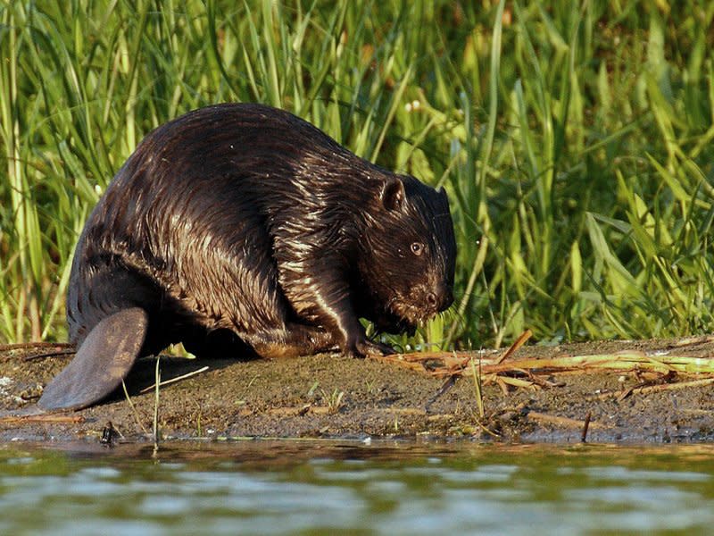 The Eurasian beaver is the largest rodent in Europe, weighing up to 30kg (file photo): Klaudiusz Muchowski/Wikimedia Commons