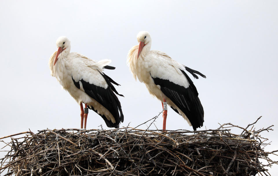 Mating season of the White Stork in Linkenheim