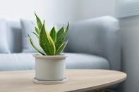 <p><strong>Plants for Pets </strong></p><p>amazon.com</p><p><strong>$16.39</strong></p><p>Here's one of the toughest houseplants you'll ever meet: This hardy plant doesn't need tons of water or sunlight to grow. In fact, a smaller plant (like the one shown here) only needs to be watered every two to three weeks. Always make sure the soil is completely dry before watering to prevent root rot. </p><p><strong>RELATED: </strong><a href="https://www.goodhousekeeping.com/home/gardening/advice/g1285/hard-to-kill-plants/" rel="nofollow noopener" target="_blank" data-ylk="slk:Indoor Plants That Are Nearly Impossible to Kill" class="link ">Indoor Plants That Are Nearly Impossible to Kill </a></p>
