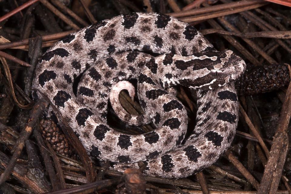 The pygmy rattlesnake, which is also known as the ground rattler, is found in every county in Florida.