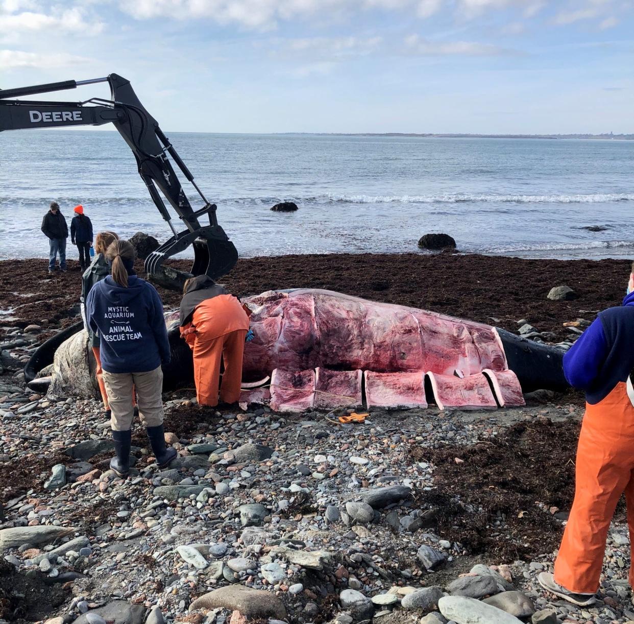 Scientists from Mystic Aquarium conducted a necropsy on Thursday.