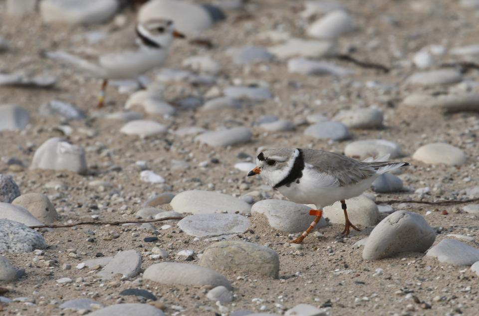 FILE - A piping plover walks on the sand at Sleeping Bear Dunes National Lakeshore in Glen Haven, Mich., on May 30, 2019. Recovery of some vulnerable species through restoration efforts has made comebacks more difficult for others in peril. Conflicts have involved revived U.S. species such as gray seals, piping plovers and even turkeys. (AP Photo/John Flesher, File)