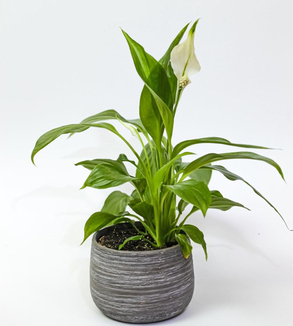 19) Peace Lily Plant