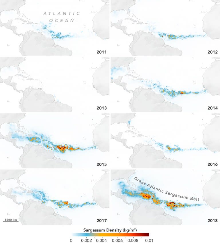 Evolución del Cinturón de Sargazo del Atlántico