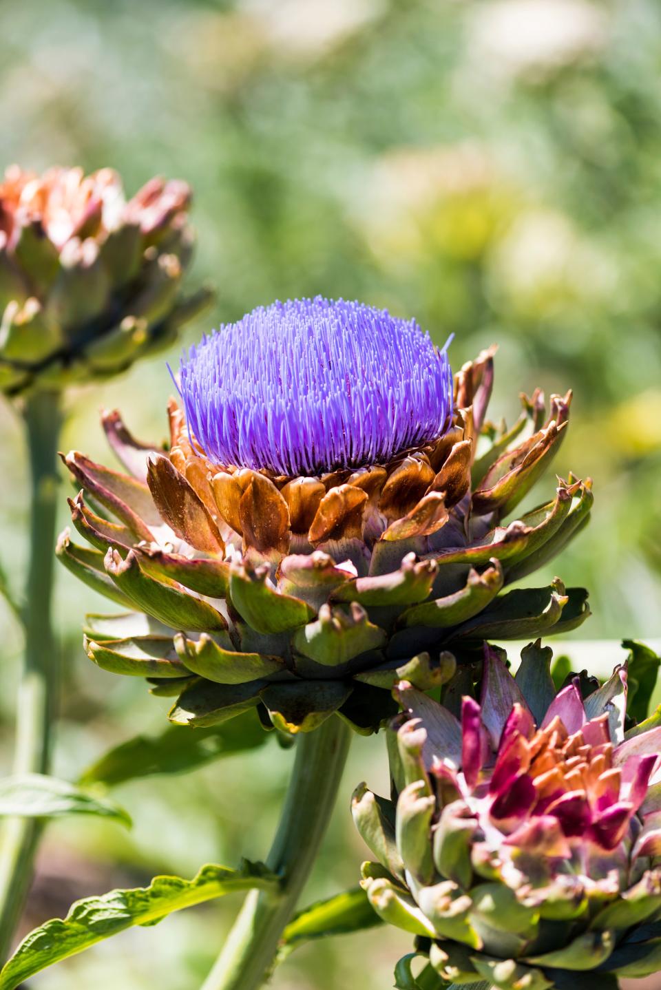 Flowering artichoke.