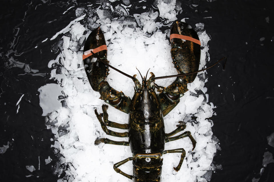 Raw Lobster on ice. (solidcolours / Getty Images)