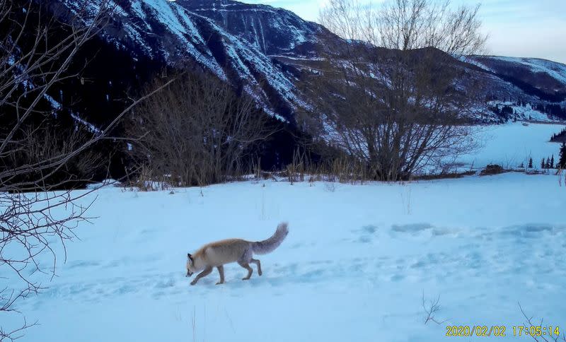 A fox is filmed on a camera trap in Ile-Alatau National Park near Almaty