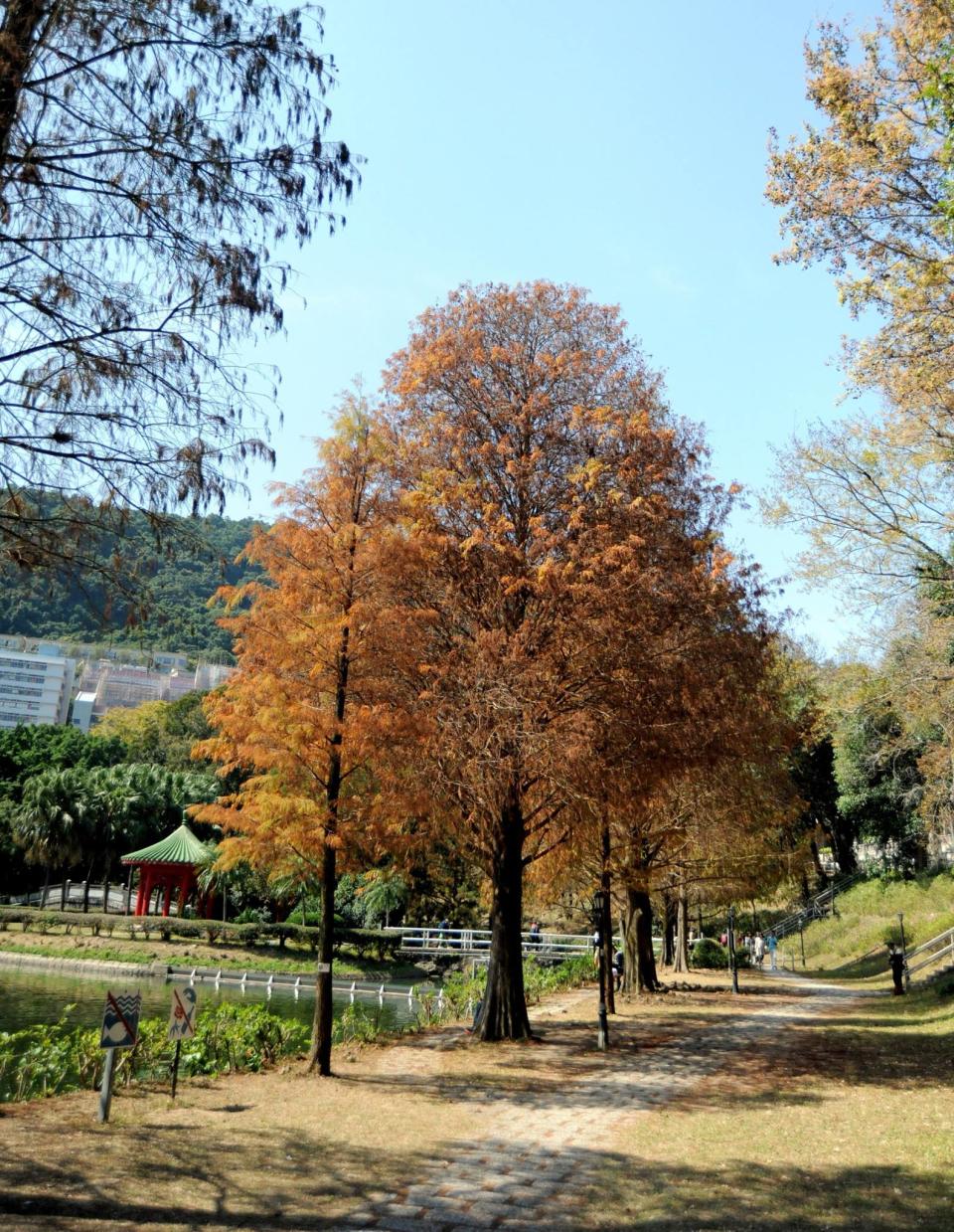 香港紅葉2022｜全港紅葉好去處推介6個！紅葉預測情報＋交通方法＋6大注意事項