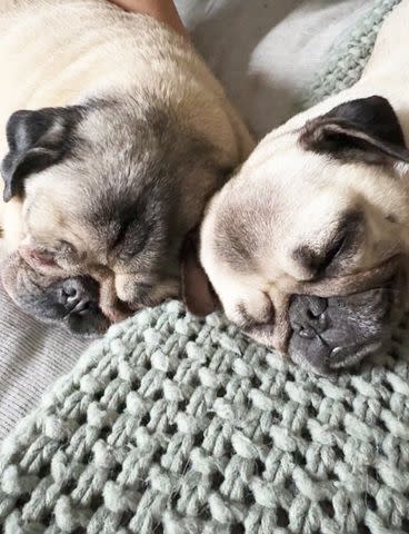 <p>Leslie Mosier and Rob Chianelli</p> Doug the Pug (left) and Dory napping together