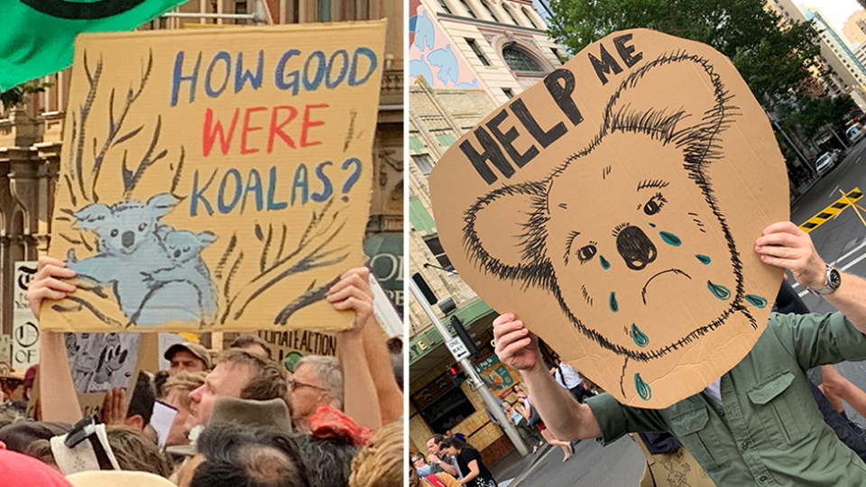 After devastating bushfires, protesters took to the streets in January, calling on the government to do more to help the koala by tackling climate change. Source: Michael Dahlstrom 