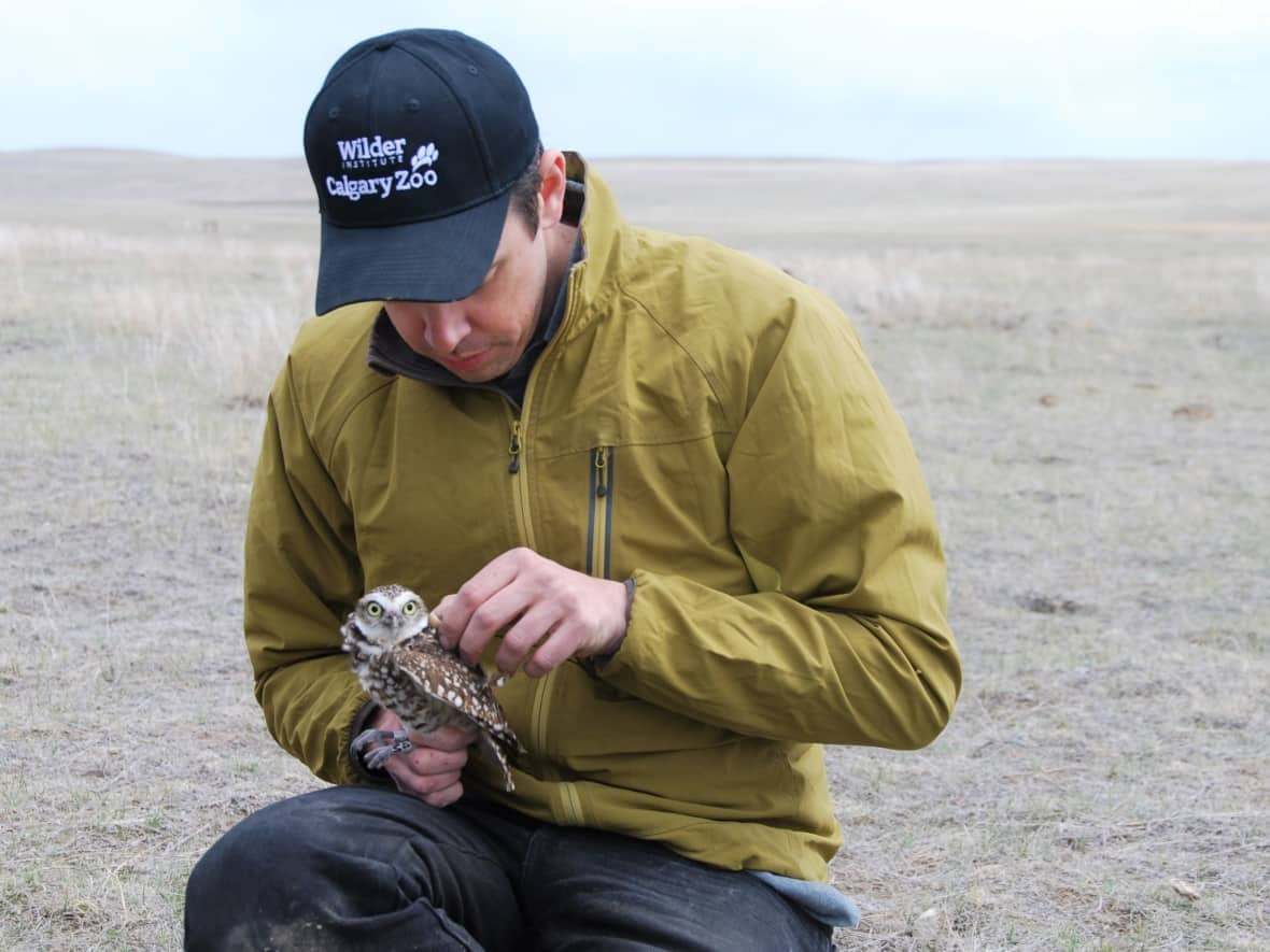 The Wilder Institute/Calgary Zoo recently released 20 burrowing owls in southeastern Alberta, part of a broader effort to push back against significant population declines among the species in Canada. (Submitted by Calgary Zoo - image credit)