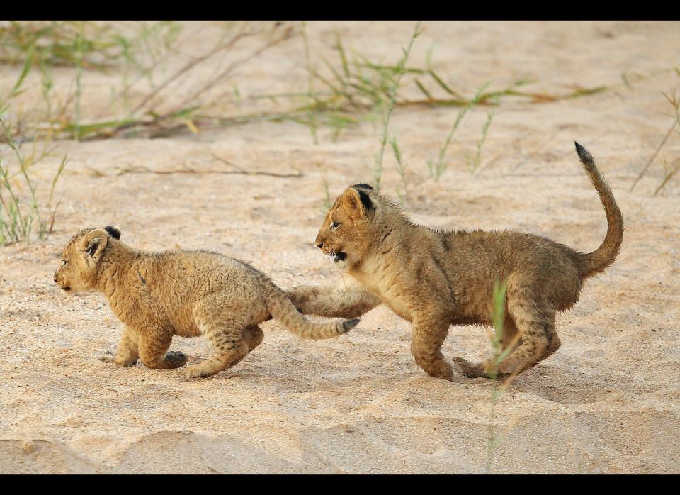 Adorable lion cubs play on the banks of the Makhutswi River in Edeni.    <em>Photo by Cameron Spencer/Getty Images</em>