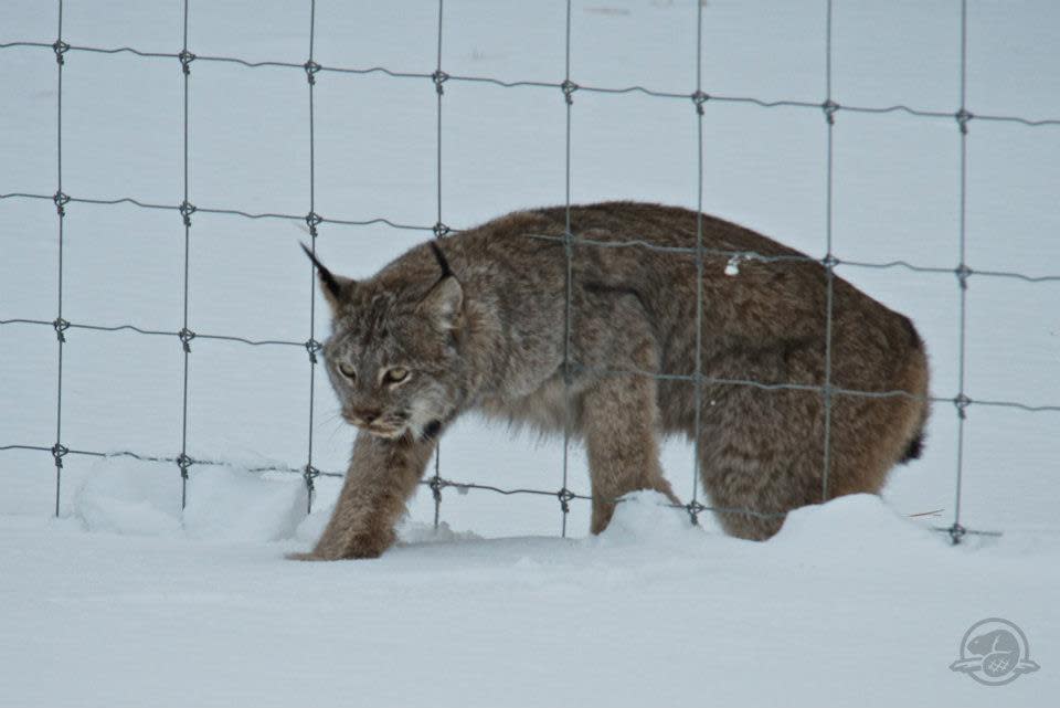 Parks Canada employee Alex Taylor snapped this photo when visitors to Banff National Park that a mother lynx and her kitten were attempting to cross the Trans-Canada Highway.