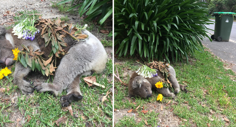 The roadkill koala lies on a property's front yard beside a large plant with purple and yellow flowers on top of it as well as leaves, near the footpath where a green bin stands ready to be collected. 