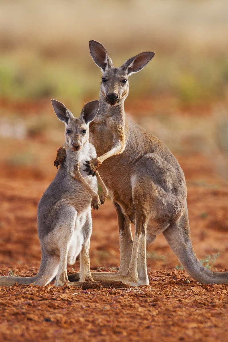 Kangaroos