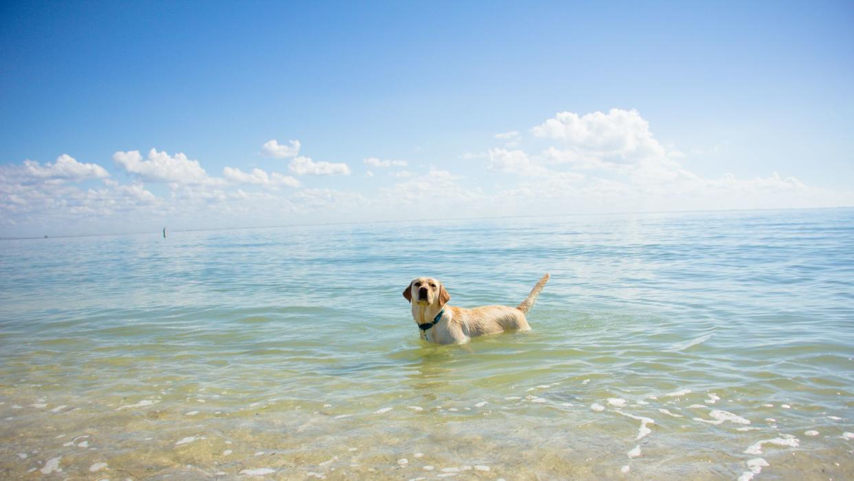 Dog standing in the ocean