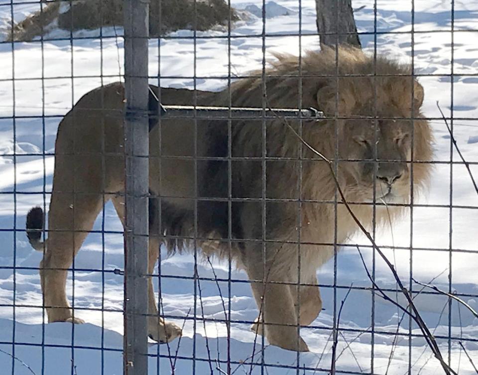 The majestic African lion watches visitors Jan. 30 during the Utica Zoo's ZOOdiac celebration, commemorating the beginning of the Chinese Year of the Tiger. Guests were welcomed to see all of the zoo's big cats, including the lions, lynxes and Pallas's cat.