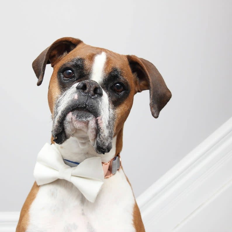 White Wedding Dog Bow and Collar Set