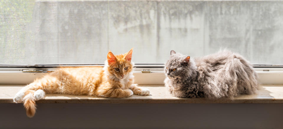 Gatos tomando el sol