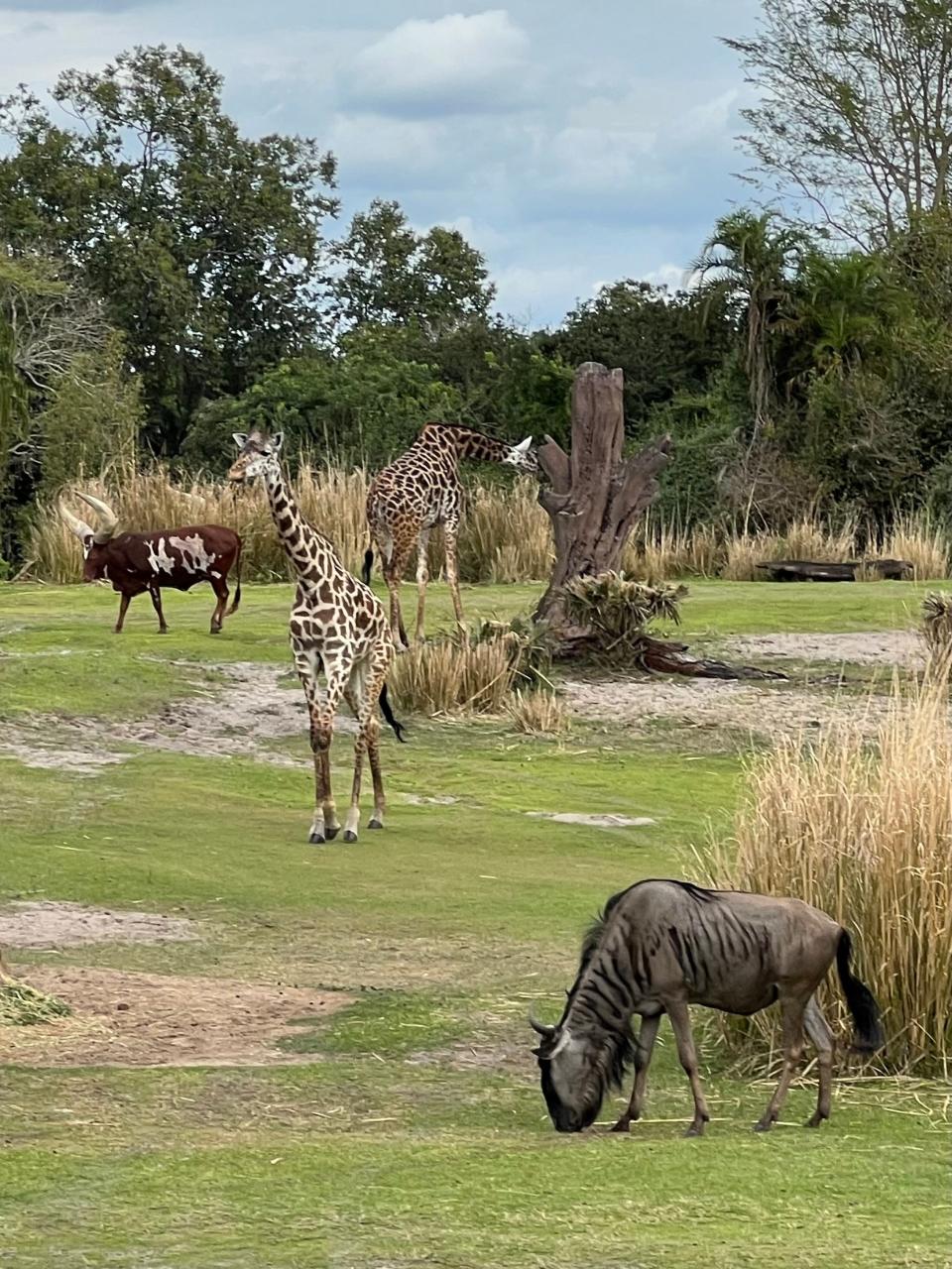 Guests can see all sorts of animals, including some endangered species, on Kilimanjaro Safaris at Disney's Animal Kingdom.