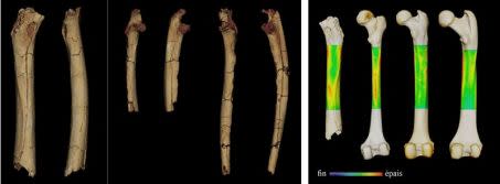 À gauche : modèles 3D du matériel post-crânien de Sahelanthropus tchadensis. De gauche à droite, le fémur, en vue postérieure et médiale, les ulnae droit et gauche, en vue antérieure et vue latérale.
À droite : exemple d’analyse réalisée pour l’interprétation du mode locomoteur de Sahelanthropus tchadensis. Carte de variation d’épaisseur corticale 3D pour les fémurs de (de gauche à droite) Sahelanthropus, un humain moderne, un chimpanzé et un gorille (en vue postérieure). Cette analyse permet de comprendre les variations de contraintes mécaniques sur le fémur et d’interpréter ces contraintes en termes de mode locomoteur.
 Crédit : © Franck Guy / Palevoprim / CNRS – Université de Poitiers