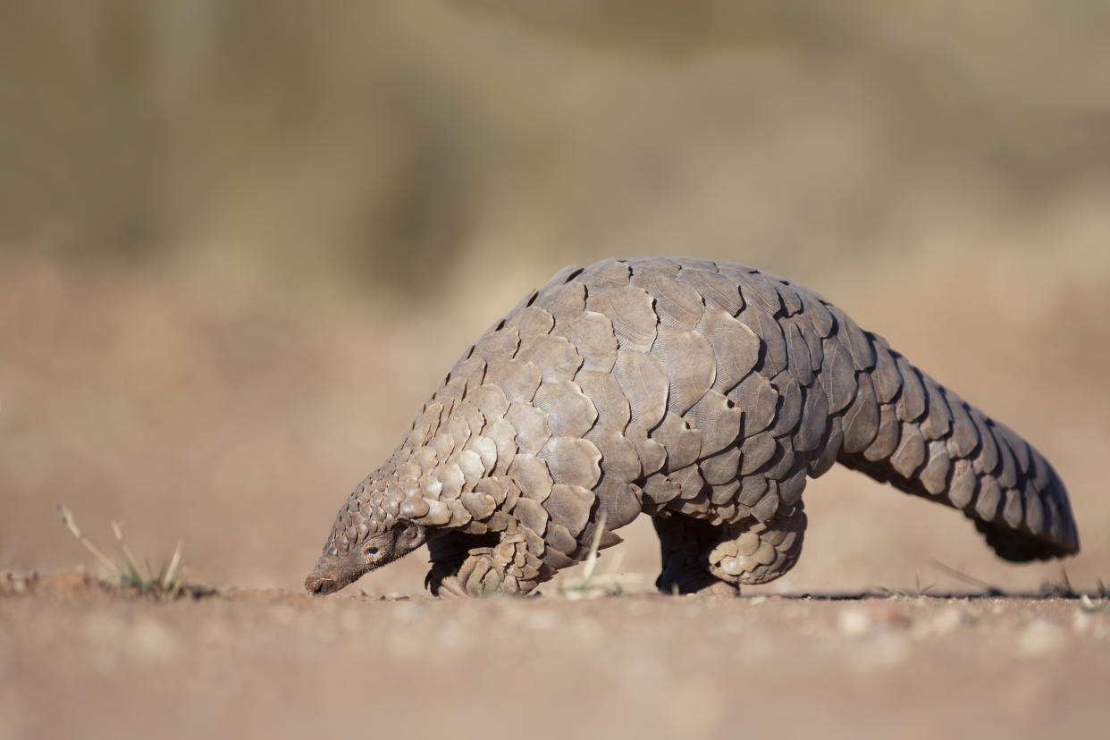 Pangolin searching for ants